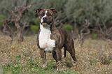 AMSTAFF ADULT 116